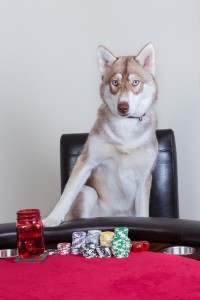 dog_casino_236221954